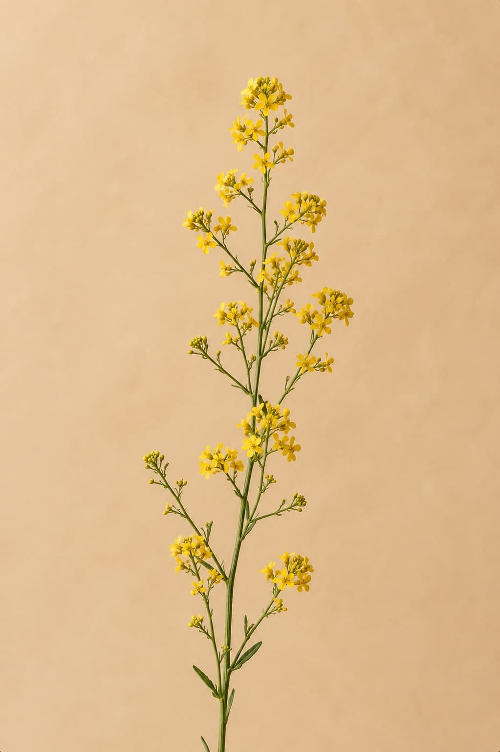 Reseda luteola con piccoli fiori gialli